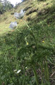 Image of Pulsatilla alpina subsp. alpina