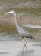 Image of Western Reef Heron