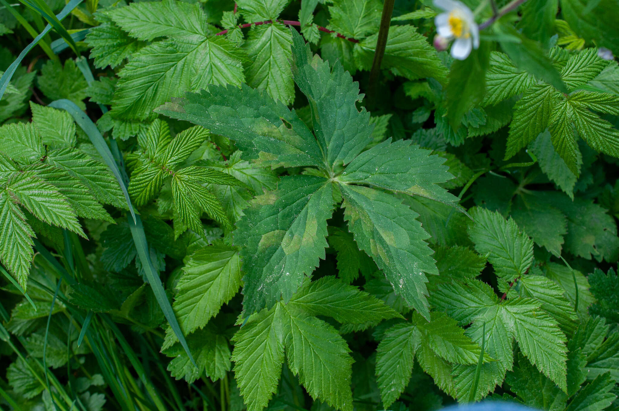 Plancia ëd Peronospora alpicola