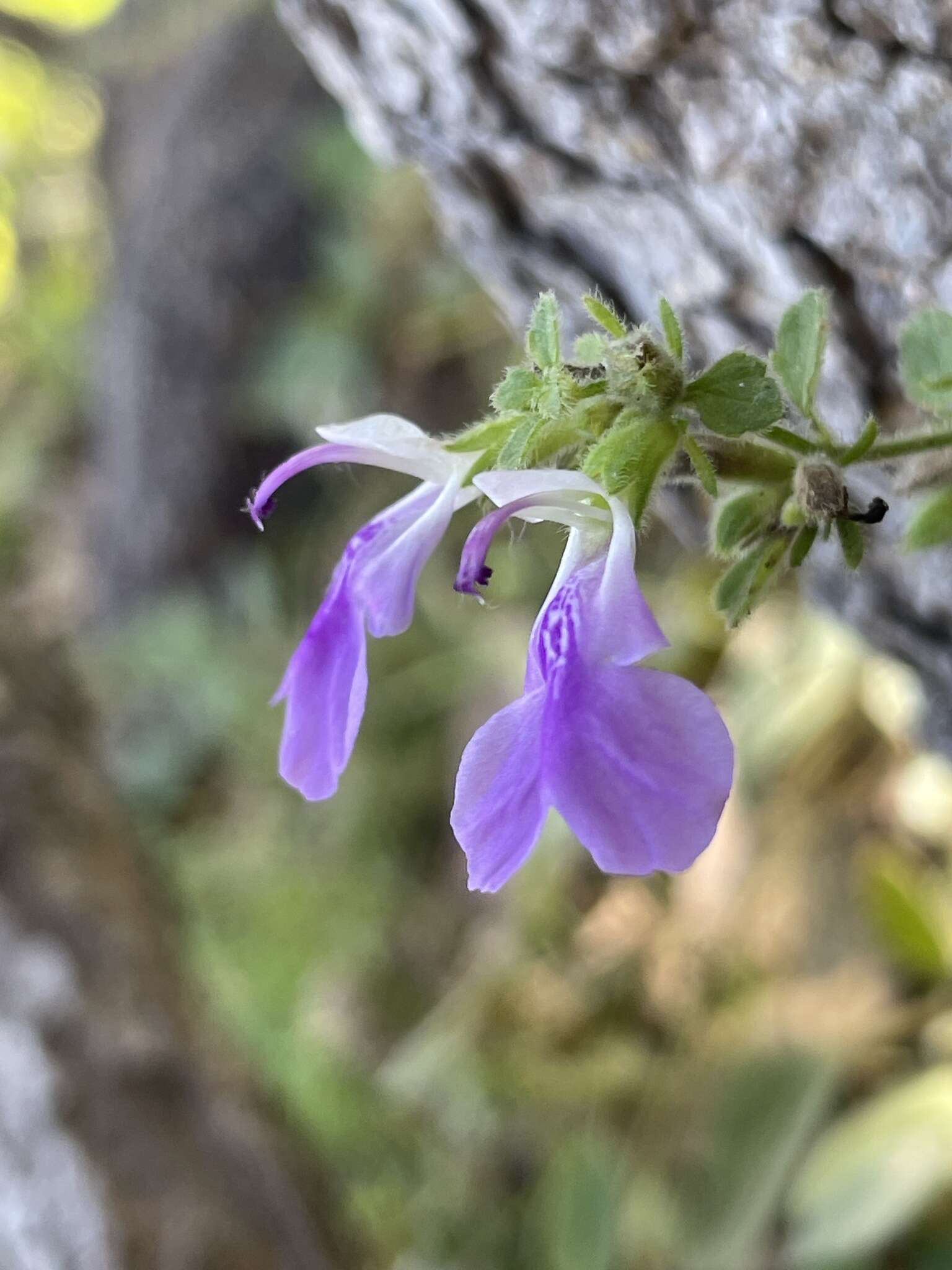 Anisomeles moschata R. Br.的圖片