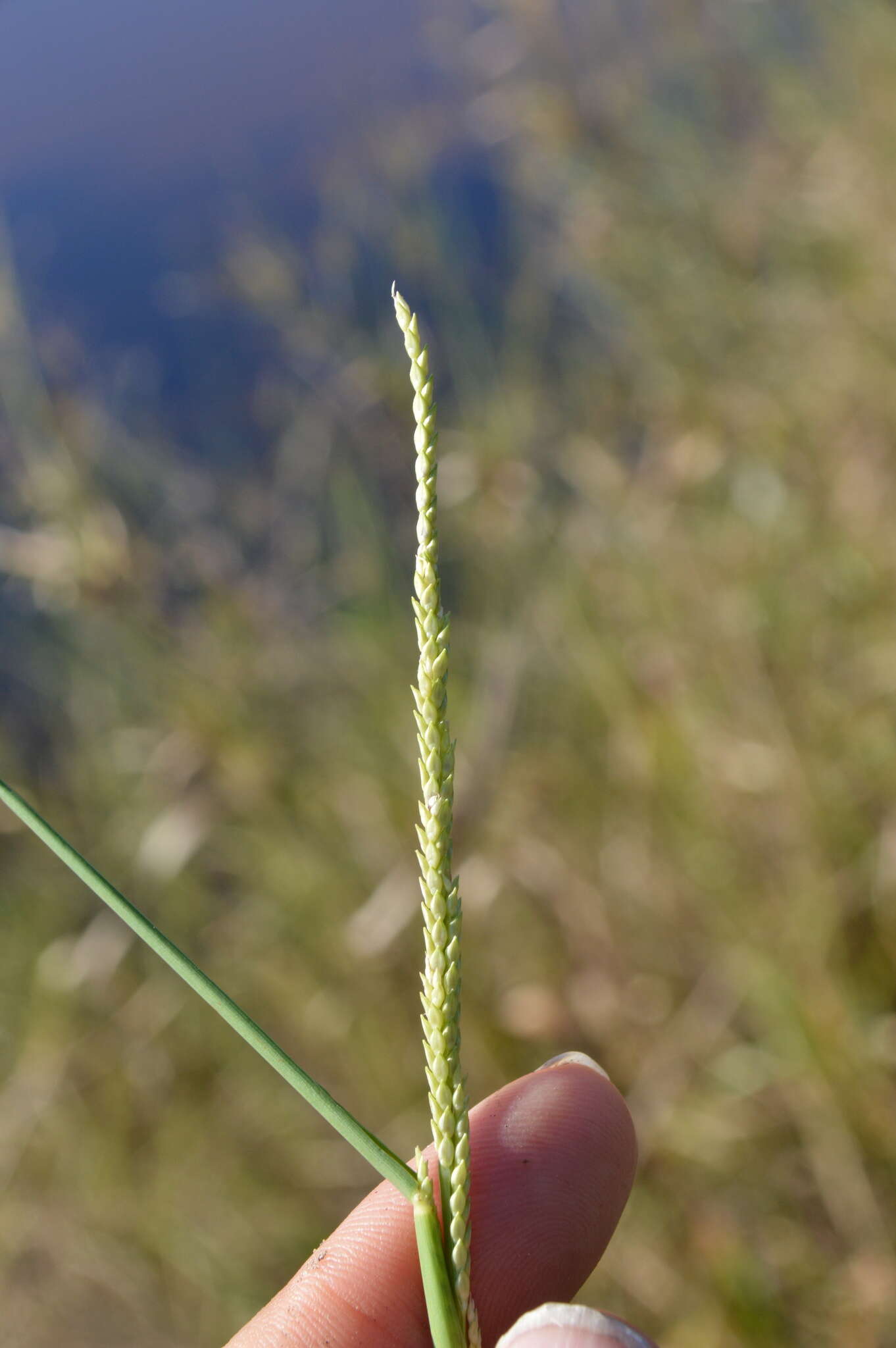 Image de Setaria geminata (Forssk.) Veldkamp