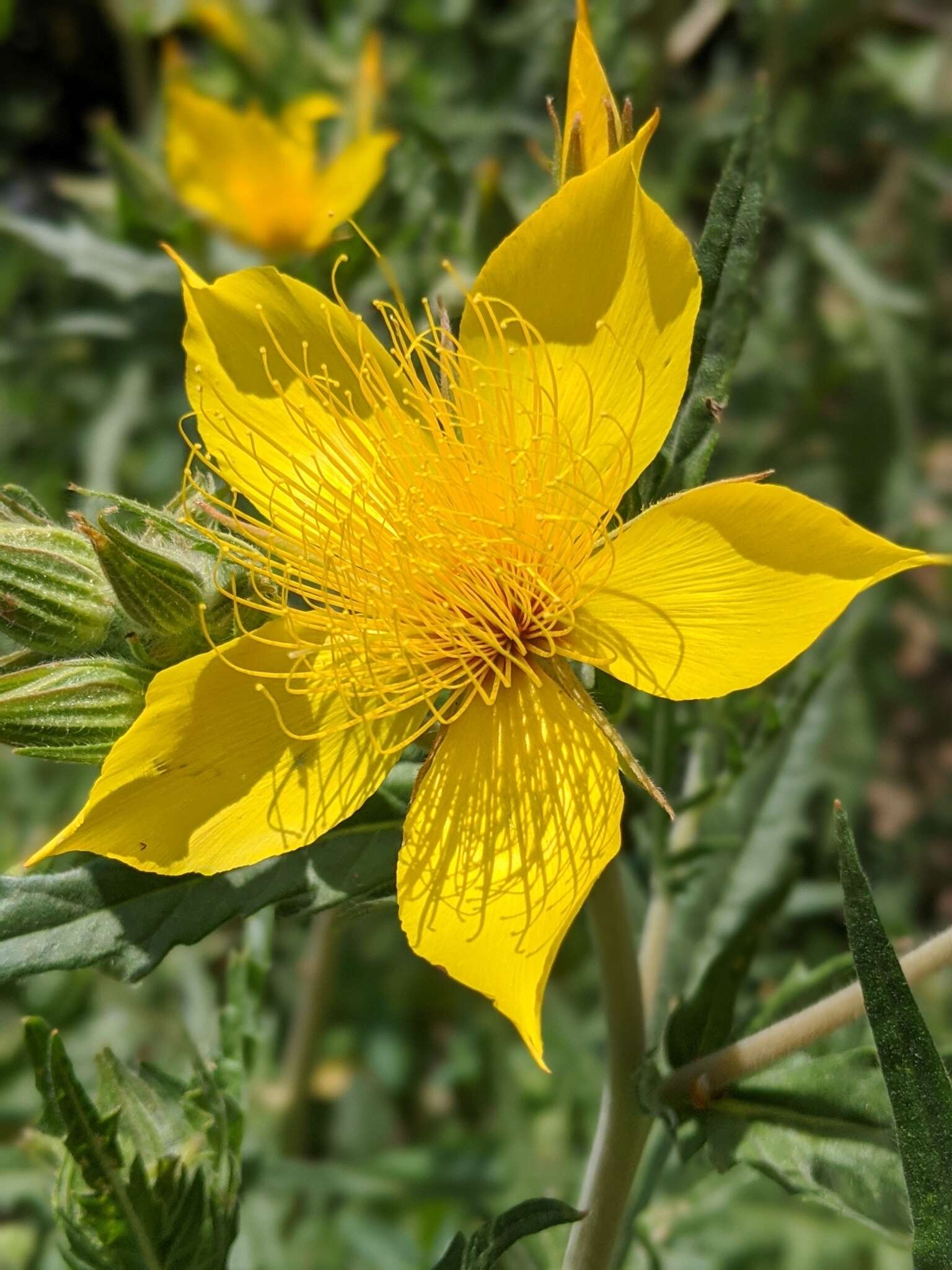 Image of Sierra blazingstar