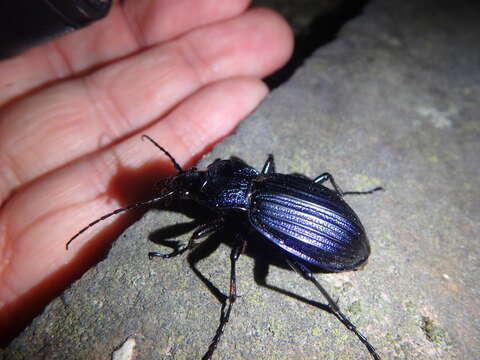 Слика од Carabus (Megodontus) exaratus Quensel ex Schönherr 1806