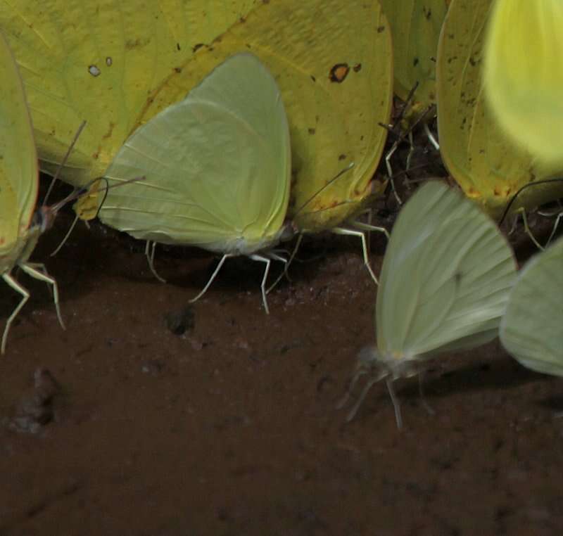 Image of Pseudopieris