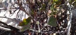 Image of Centella brachycarpa