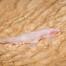 Image of Waterfall Climbing Cave Fish