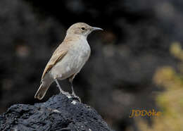 Image of Puna Miner