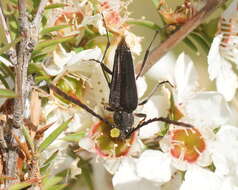 Image of Distichocera macleayi Newman 1851