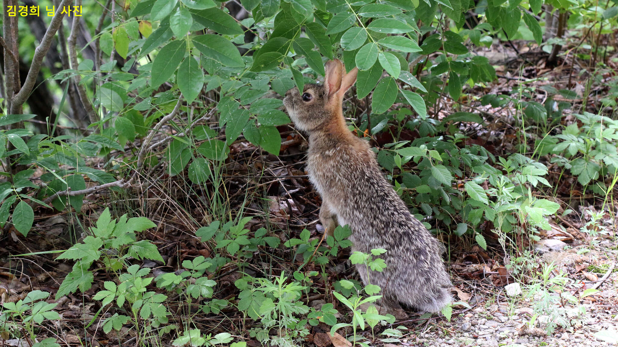 Image of Korean Hare