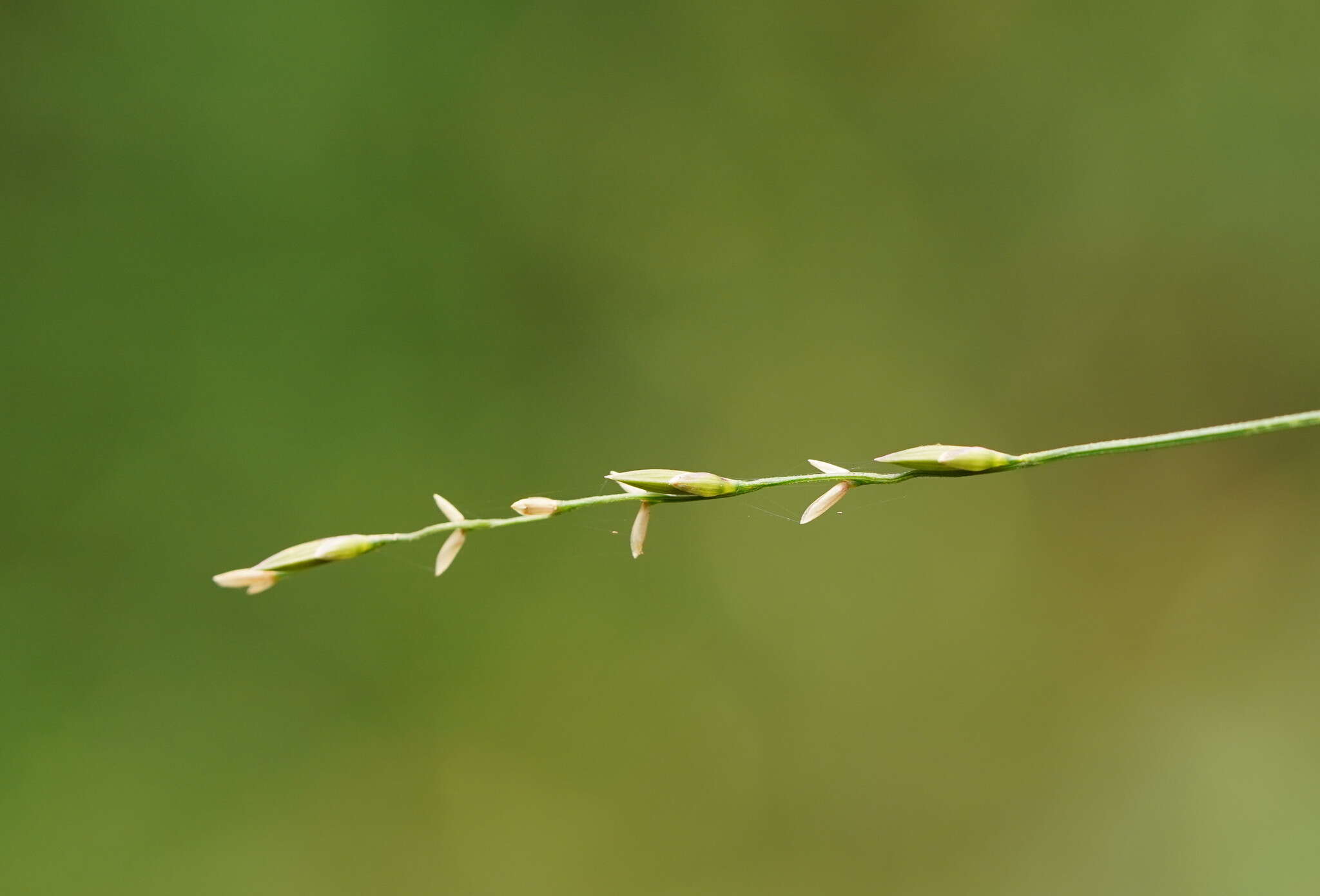 Imagem de Ehrharta juncea (R. Br.) Spreng.