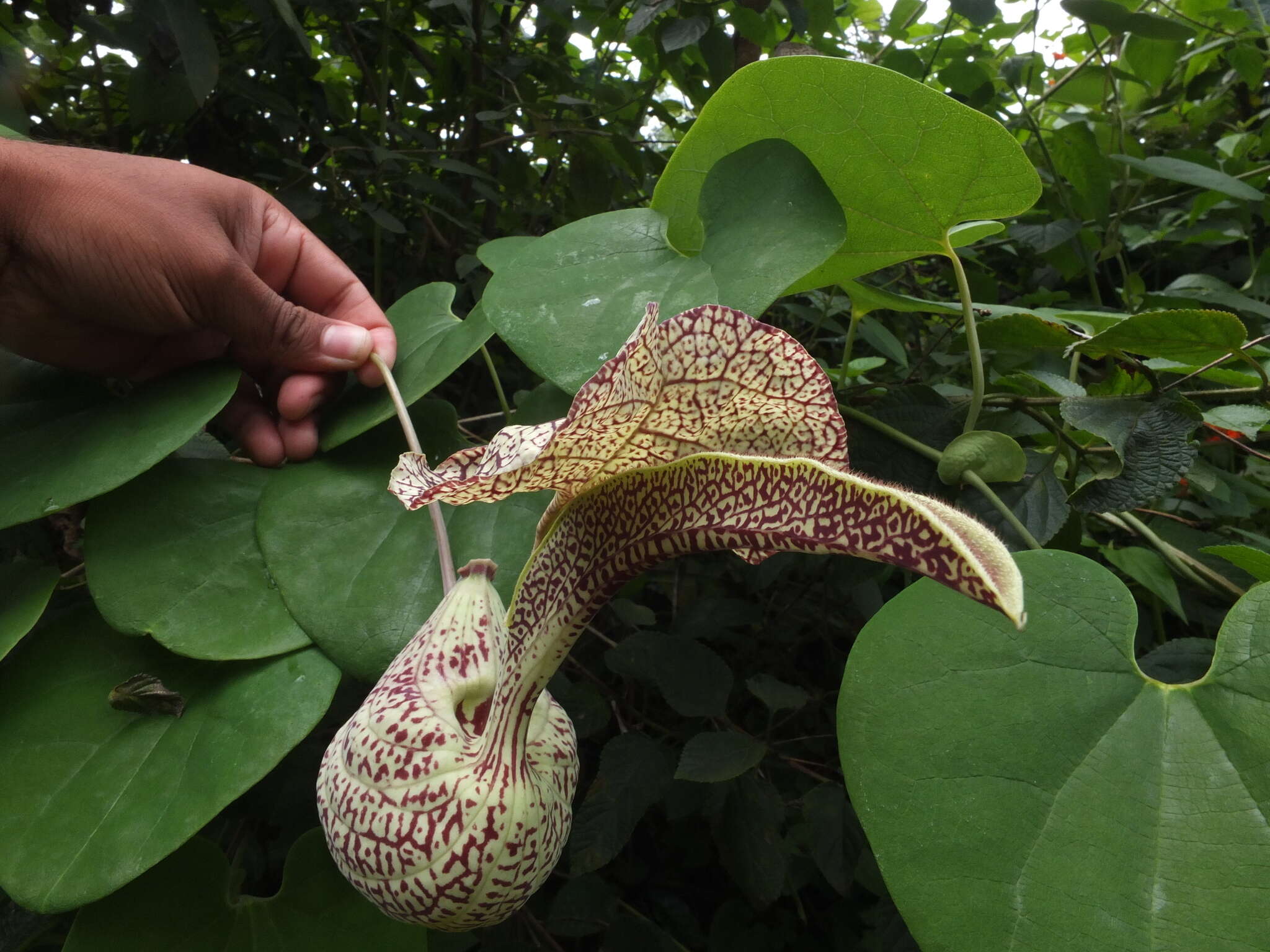 Image of mottled dutchman's pipe