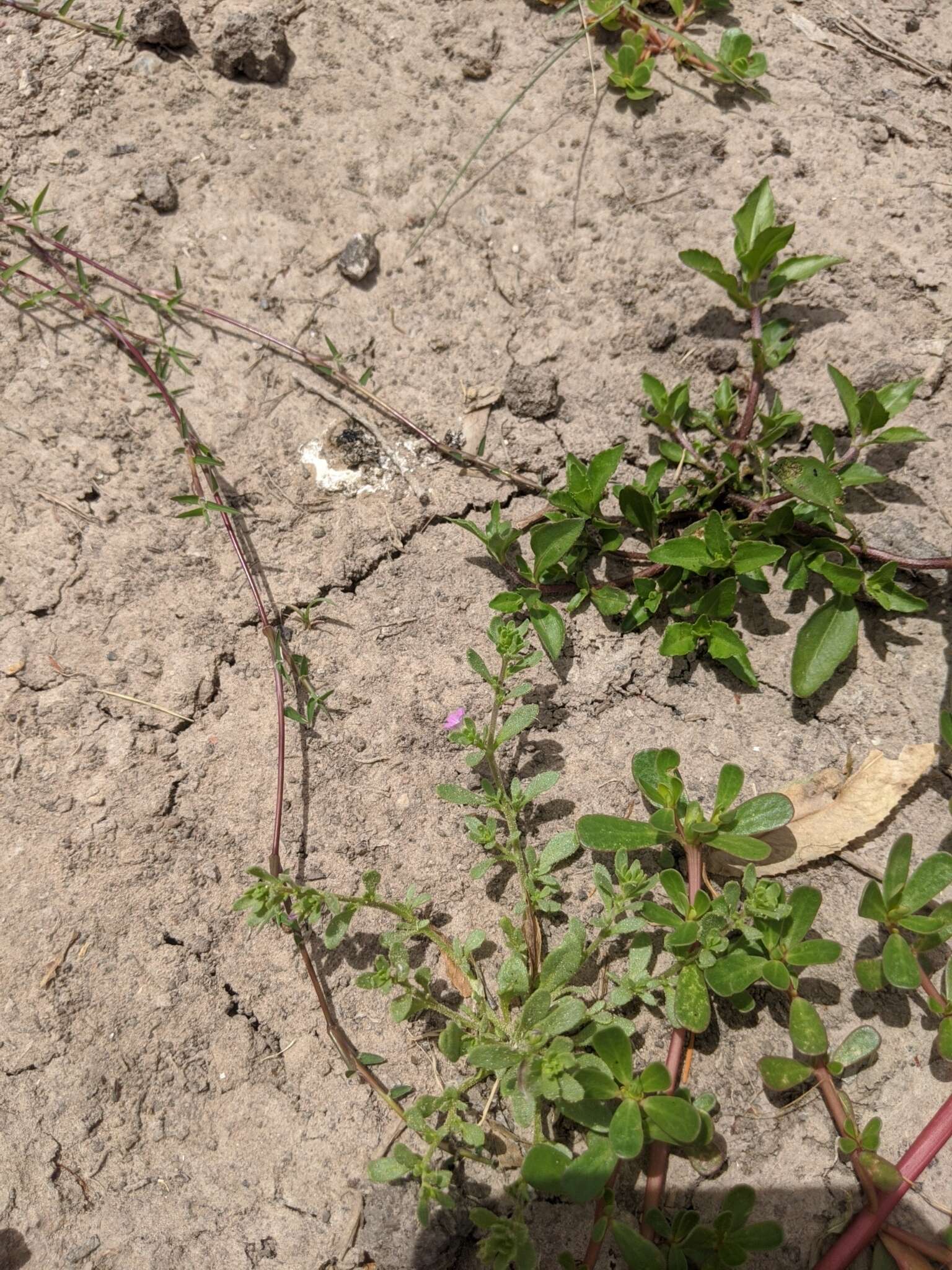 Image of seaside petunia