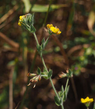 Image of Lotus palustris Willd.