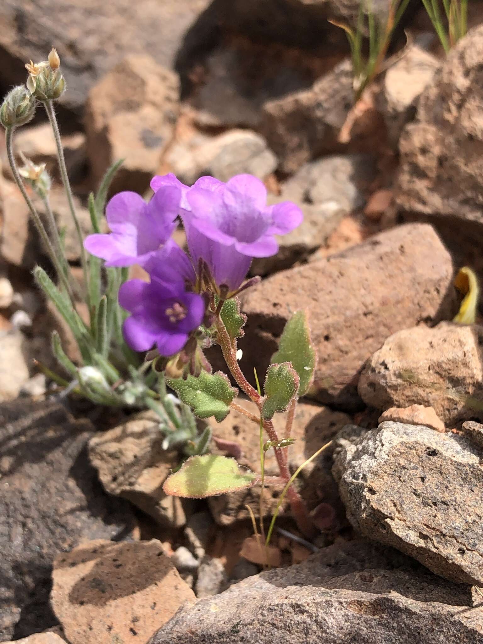 Phacelia pulchella var. gooddingii (Brand) J. T. Howell resmi