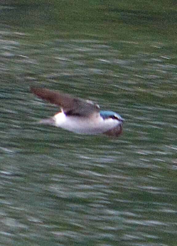 Image of Mangrove Swallow