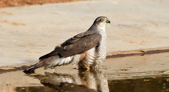 Image of Eurasian Sparrowhawk