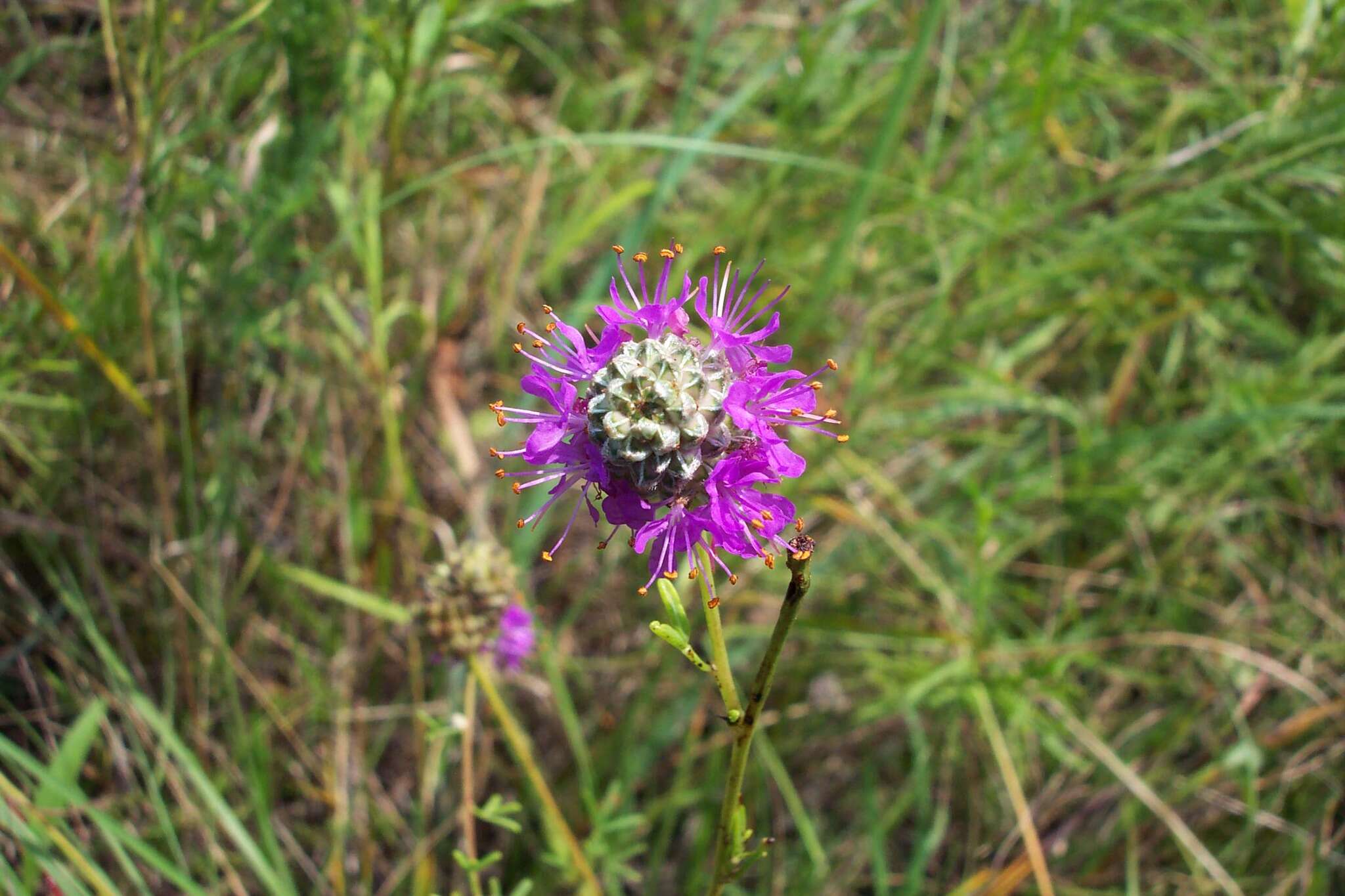 Image of compact prairie clover