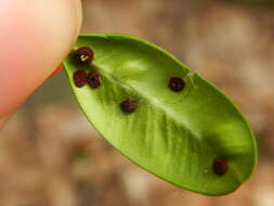 Imagem de Puccinia buxi Sowerby 1809