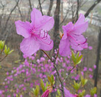 Image de Rhododendron mucronulatum Turcz.