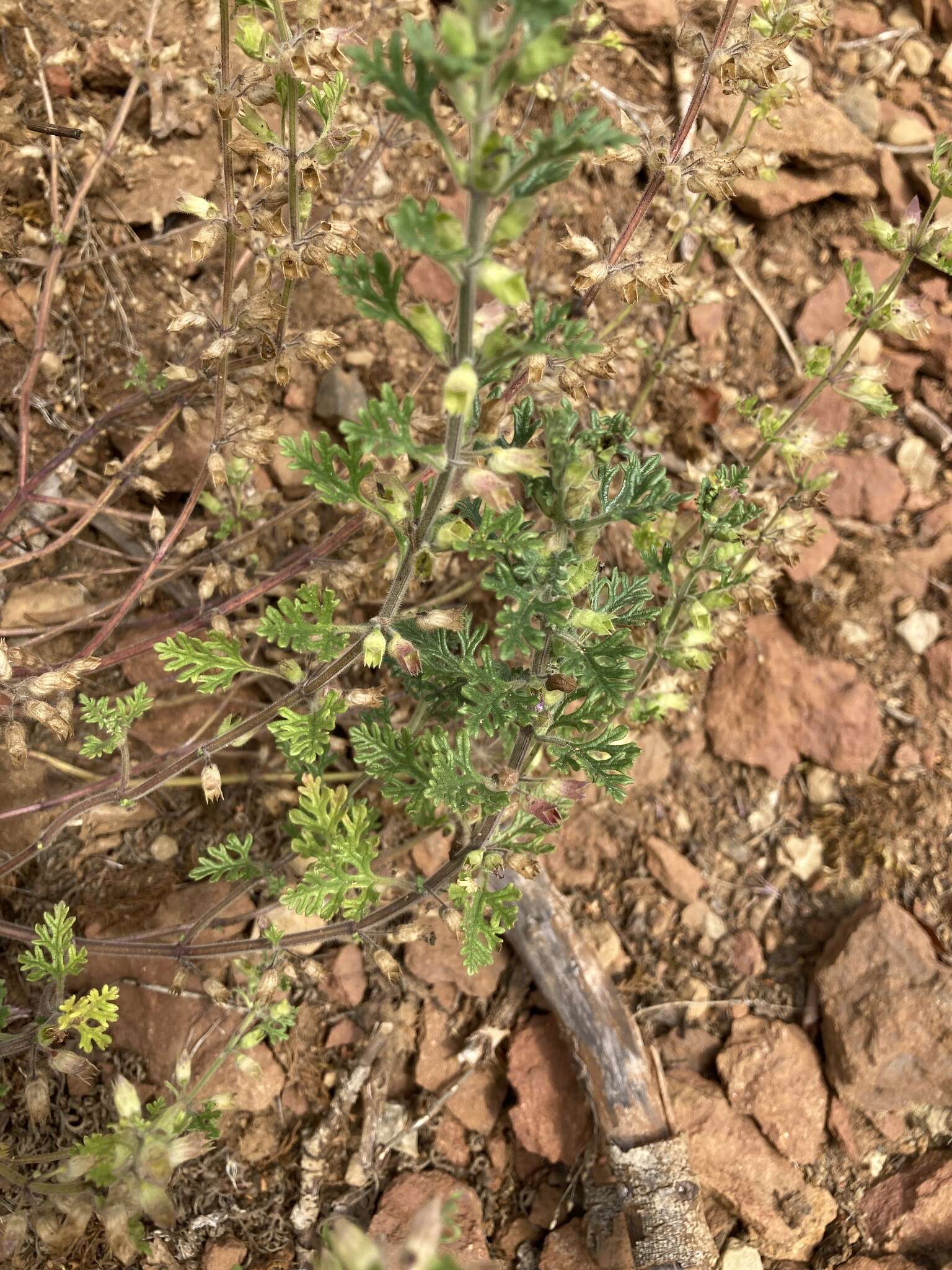 Image of cut-leaved germander