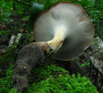 Polyporus radicatus Schwein. 1832 resmi