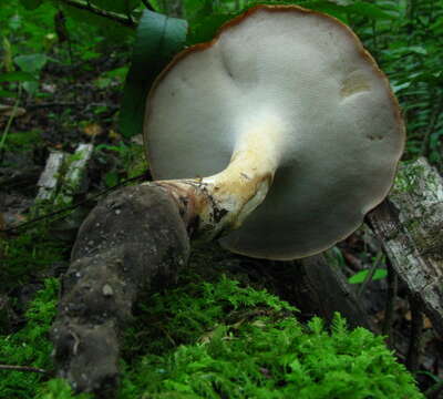 Polyporus radicatus Schwein. 1832 resmi