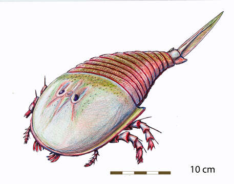 Image of Hibbertopteridae