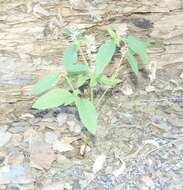 Image of Nelsia quadrangula (Engl.) Schinz