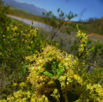 صورة Passerina truncata (Meissn.) Bredenk. & A. E. van Wyk