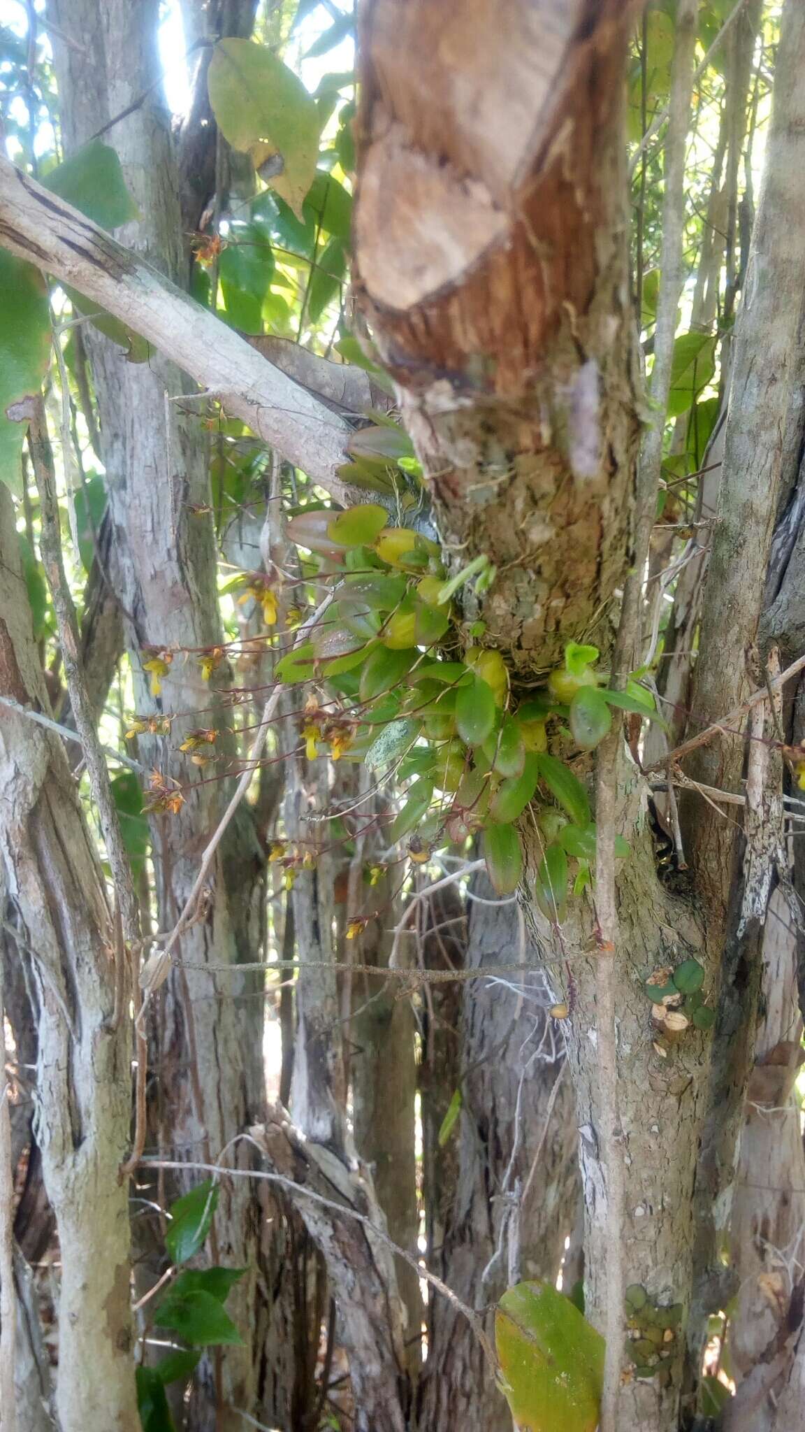 Bulbophyllum minutum Thouars的圖片