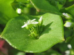 Image of Indian lettuce