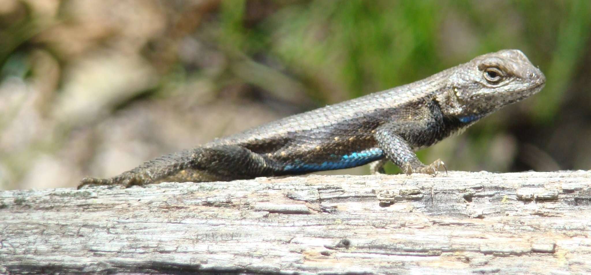 Image of Southern Prairie Lizard