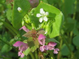 Image of Indian lettuce