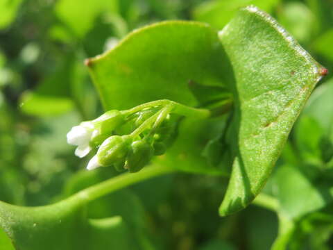 Image of Indian lettuce