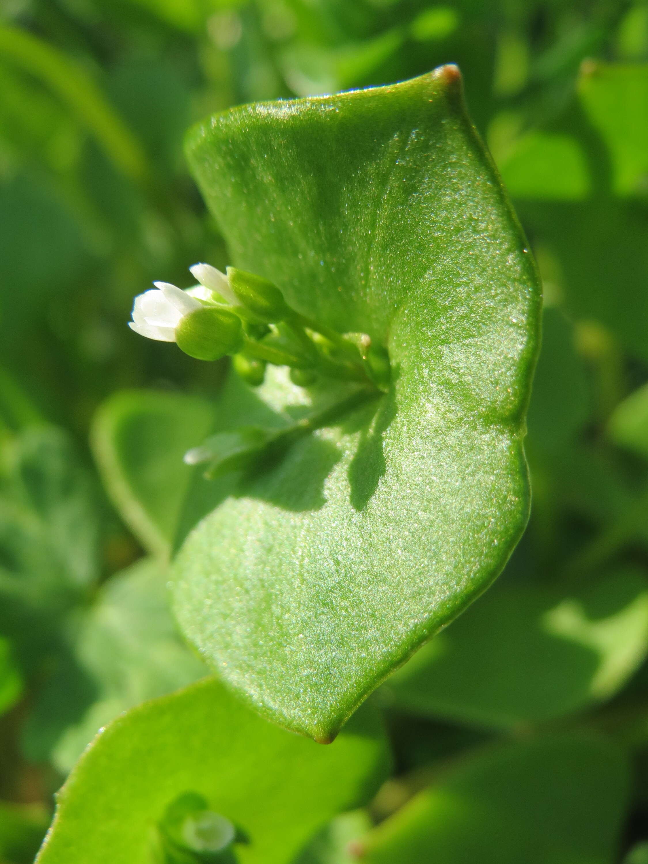 Image of Indian lettuce