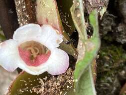 Image of <i>Codonanthopsis macradenia</i>