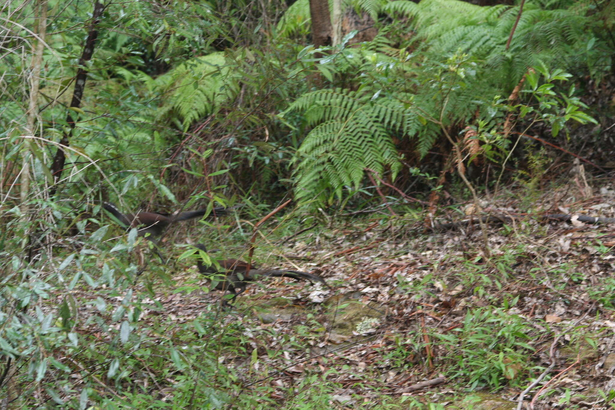 Image of lyrebirds