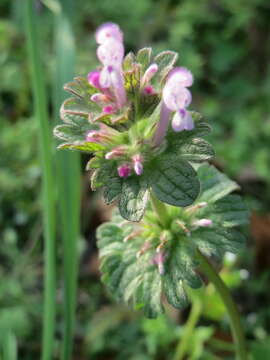 Image of common henbit