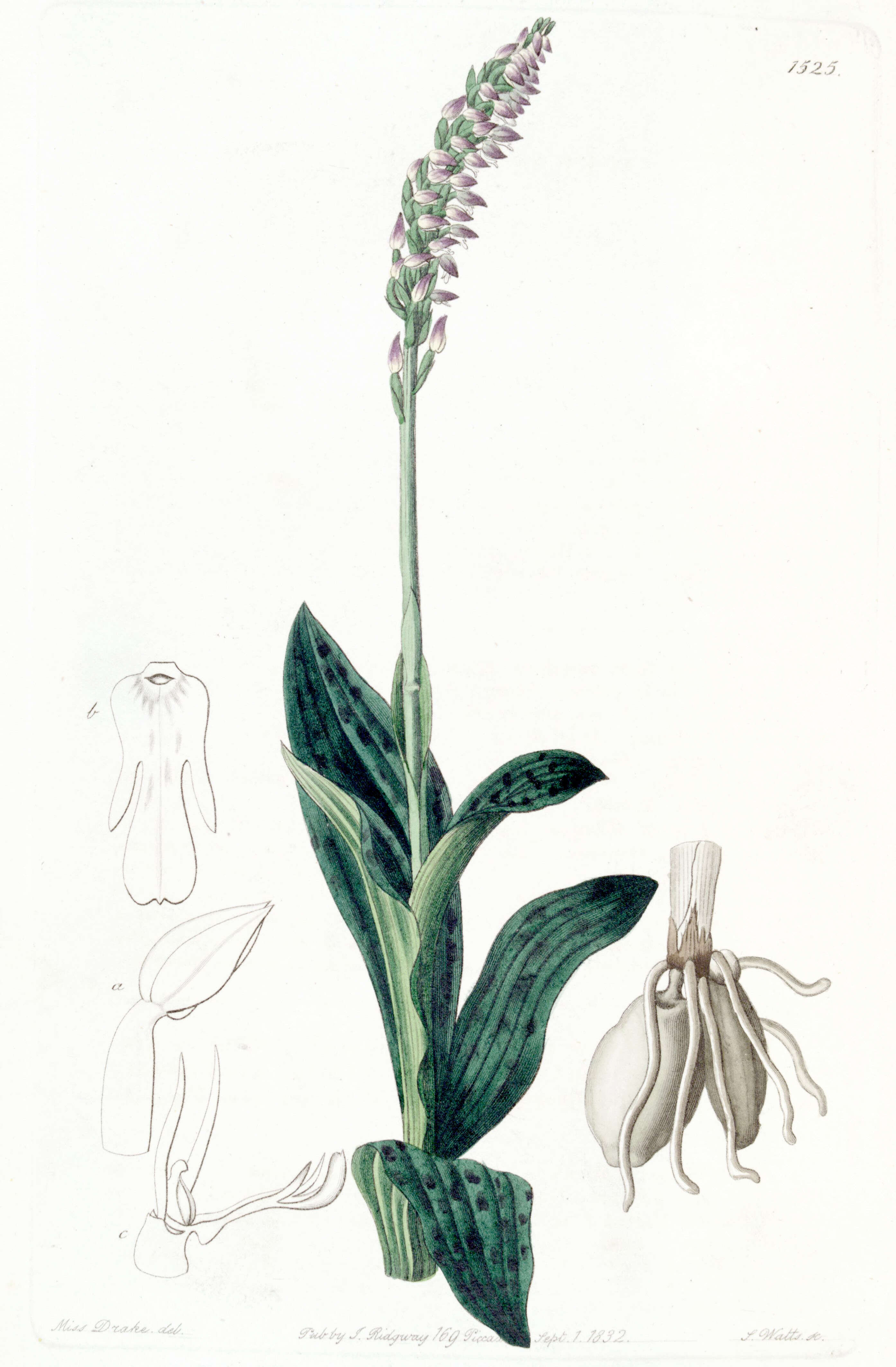 Image of Dense-flowered orchid