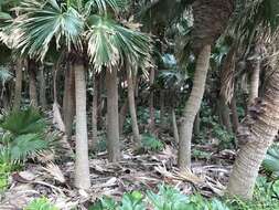 Image of fountain palm