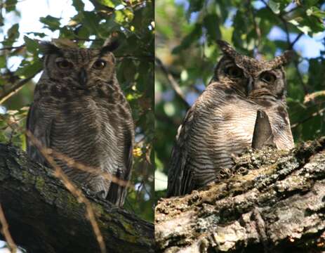 Image of Lesser Horned Owl