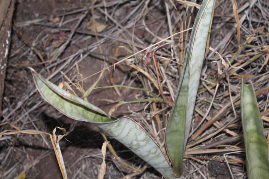 Imagem de Sansevieria hyacinthoides (L.) Druce