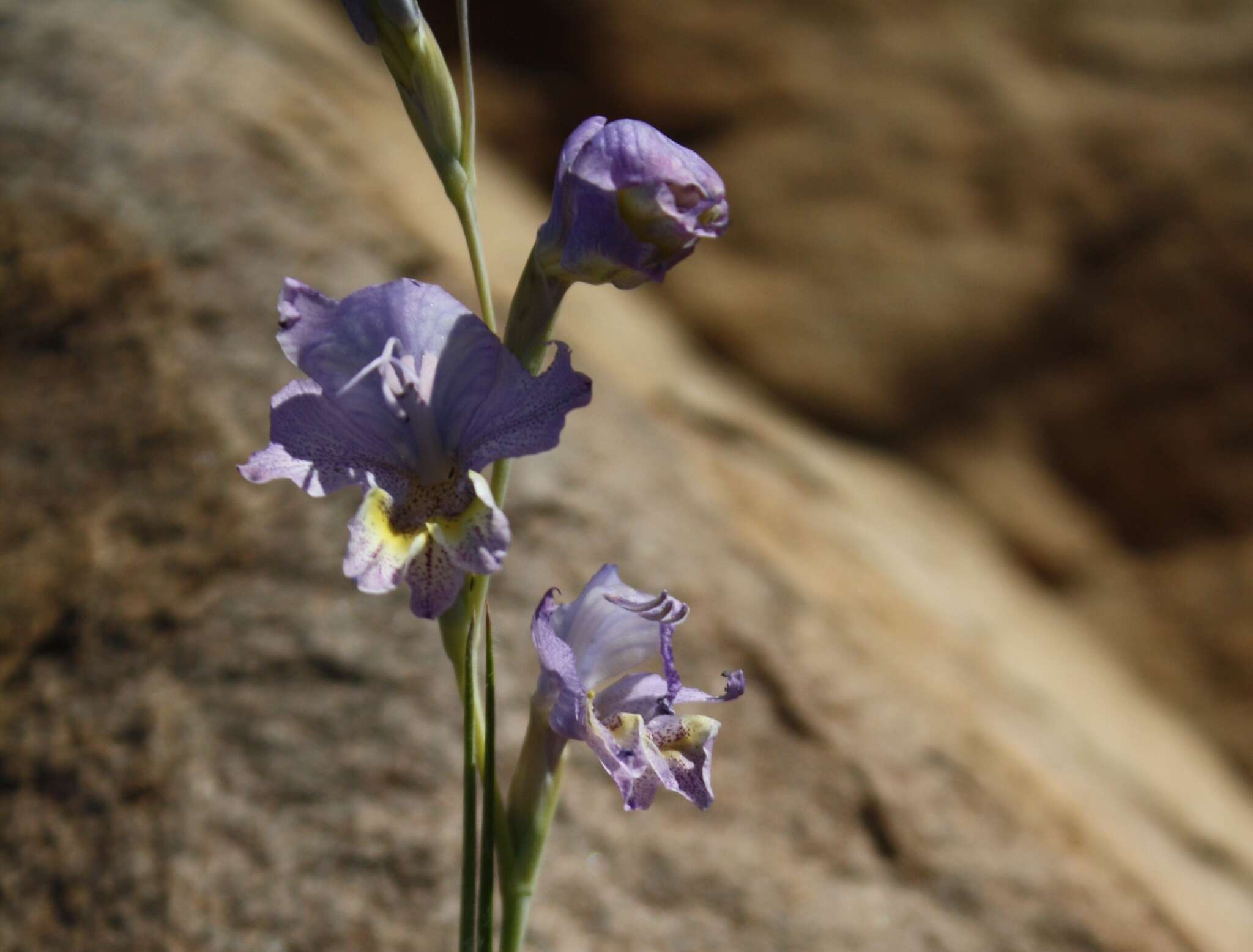 Image of Gladiolus marlothii G. J. Lewis