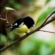 Image of New Zealand Tomtit