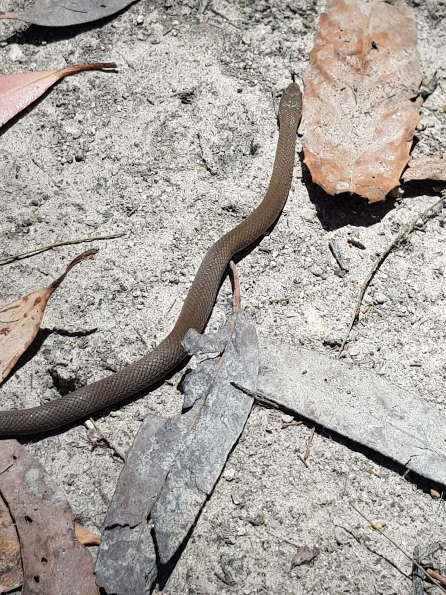 Image of Black-bellied Swamp Snake