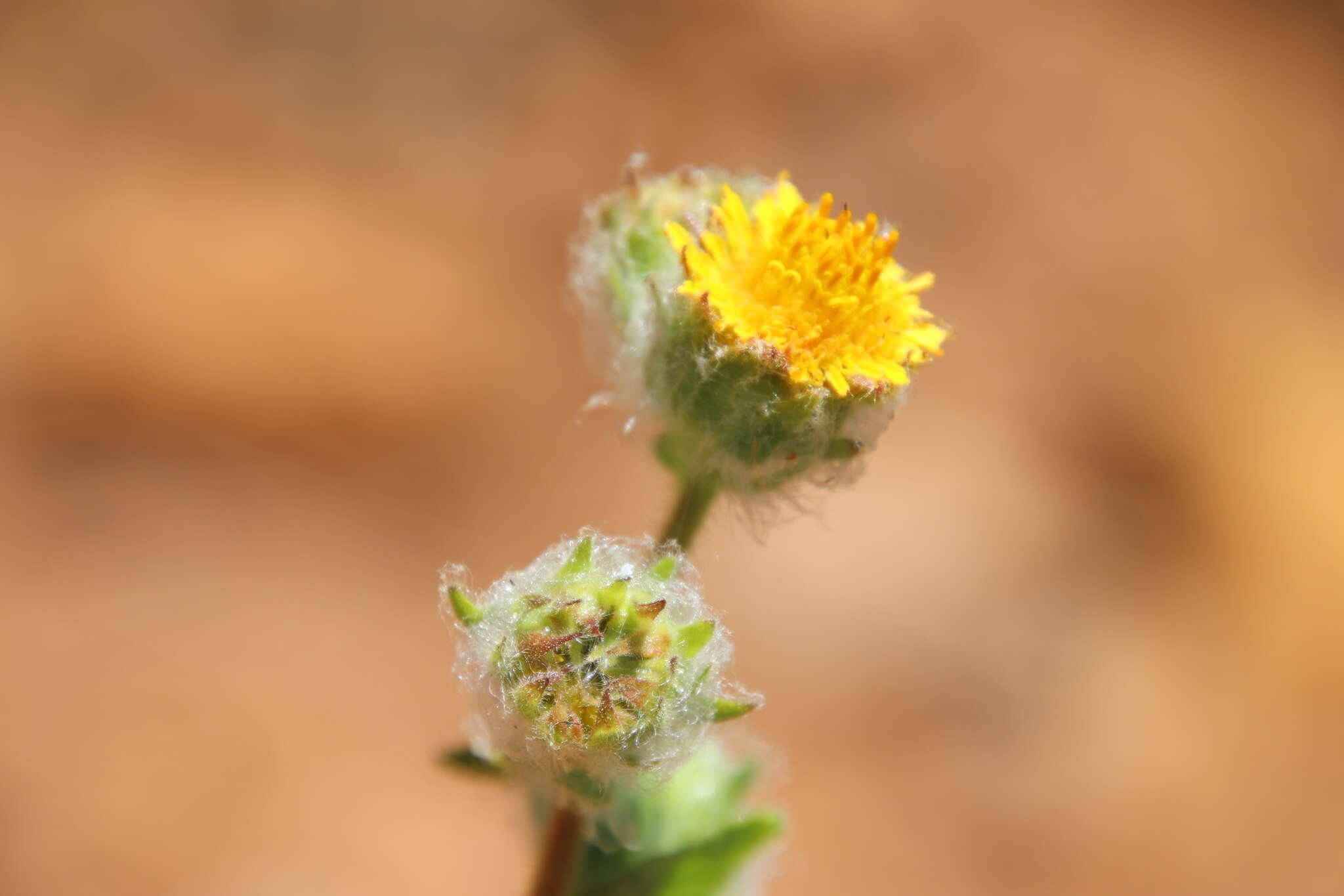 Plancia ëd Hulsea californica A. Gray