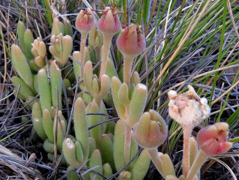 Image of Delosperma lootsbergense Lavis