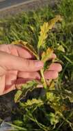 Imagem de Puccinia punctiformis (F. Strauss) Röhl. 1813