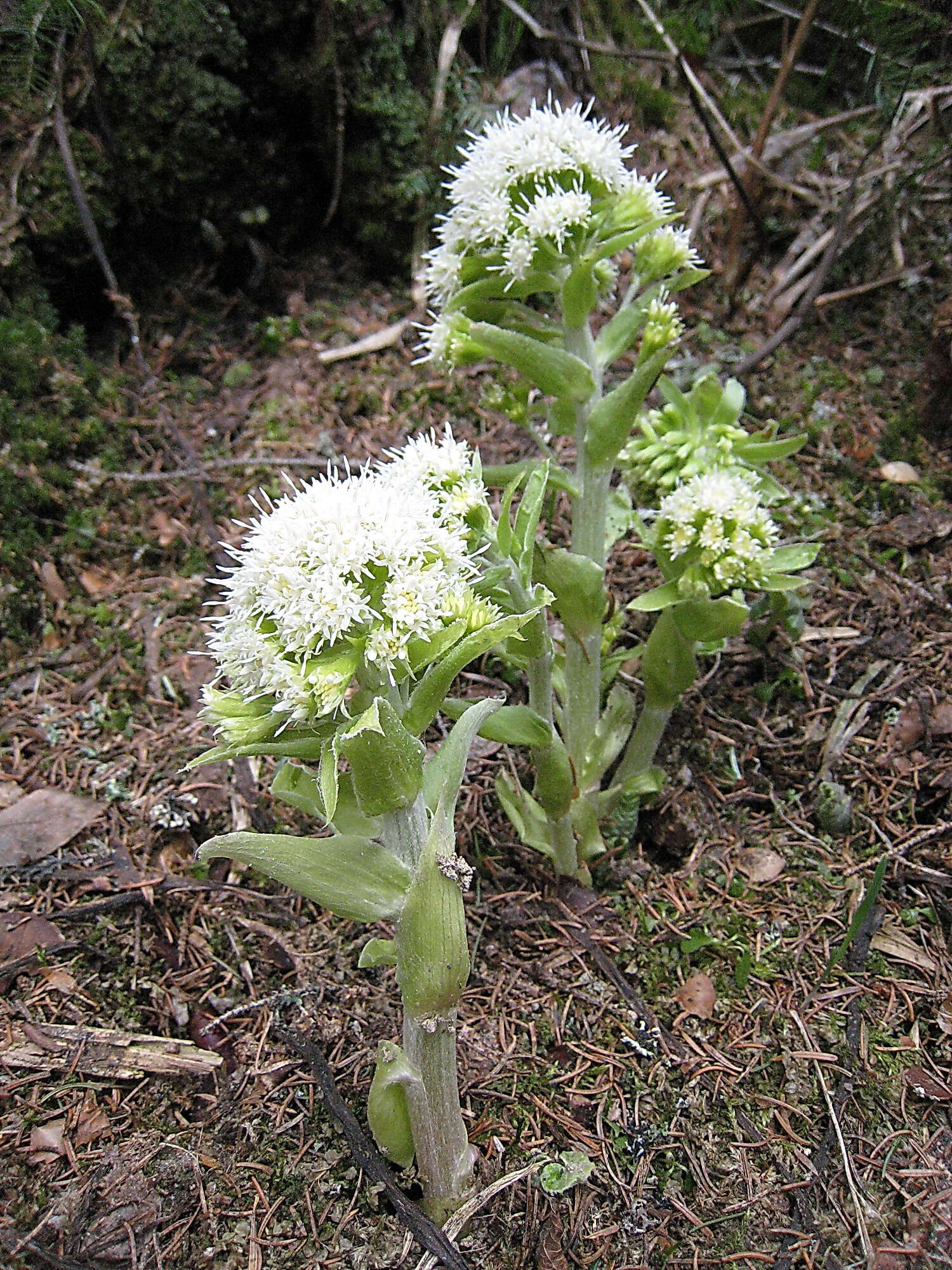 Image of Petasites albus (L.) Gaertn.