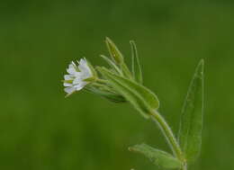 Image of Cerastium nemorale M. Bieb.